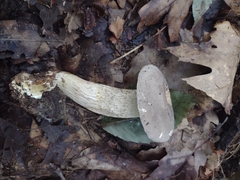 Retiboletus griseus