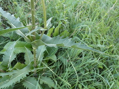 Dipsacus