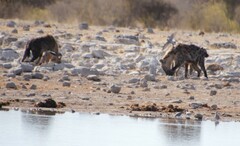 Lupulella mesomelas mesomelas