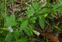 Mecardonia acuminata