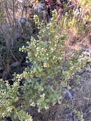 Baccharis pilularis