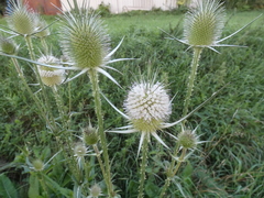 Dipsacus