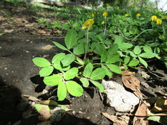 Arachis hypogaea