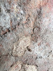 Myrmecophilus nebrascensis