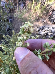 Baccharis pilularis