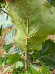 Quercus prinoides
