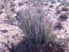 Kleinia longiflora