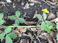 Arachis hypogaea