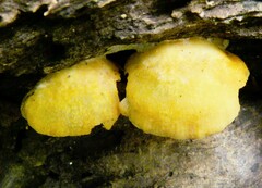 Phyllotopsis nidulans