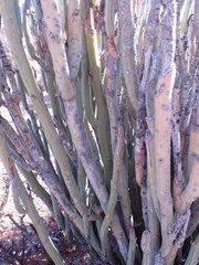 Kleinia longiflora