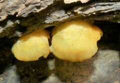 Phyllotopsis nidulans