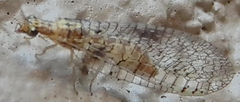Eremochrysa