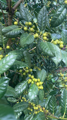 Ilex cornuta