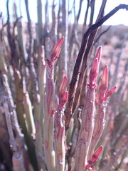 Kleinia longiflora