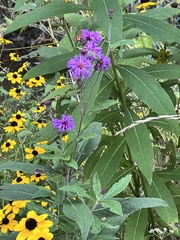 Vernonia missurica