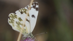 Pontia daplidice