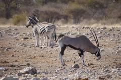 Equus quagga burchellii