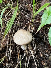 Gomphidius glutinosus