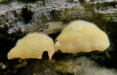 Phyllotopsis nidulans
