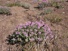 Monardella odoratissima