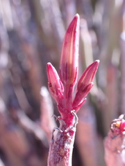 Kleinia longiflora