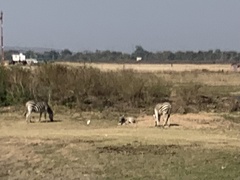 Equus quagga