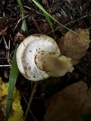 Gomphidius glutinosus