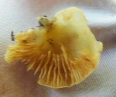 Phyllotopsis nidulans