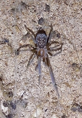 Filistatidae