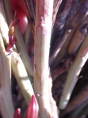 Kleinia longiflora