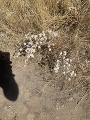 Eriogonum niveum