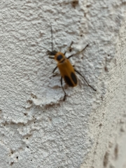 Chauliognathus pensylvanicus