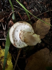 Gomphidius glutinosus