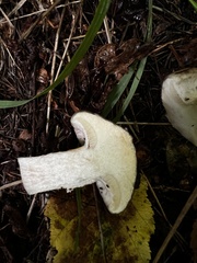 Gomphidius glutinosus