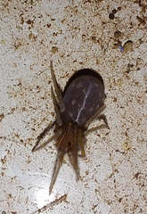 Filistatidae