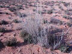 Gomphocarpus filiformis