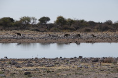 Lupulella mesomelas mesomelas