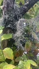 Tillandsia usneoides