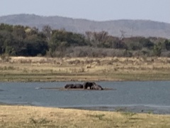 Hippopotamus amphibius
