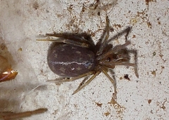 Filistatidae