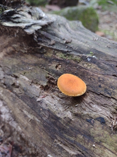 Pholiota