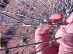 Gomphocarpus filiformis