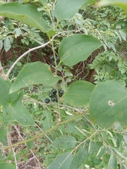 Smilax