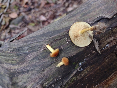 Pholiota (Photo 2 of 3)
