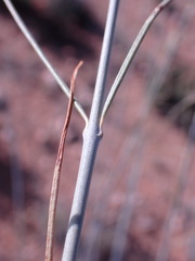 Gomphocarpus filiformis