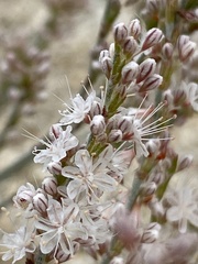 Eriogonum wrightii membranaceum