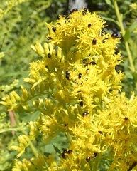 Olibrus