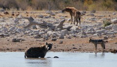 Lupulella mesomelas mesomelas