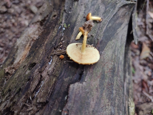 Pholiota (Photo 3 of 3)