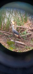 Balearica regulorum